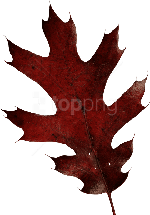 Free Png Download Autumn Leaves Clipart Png Photo Png - Red Oak Leaf Transparent (480x686), Png Download