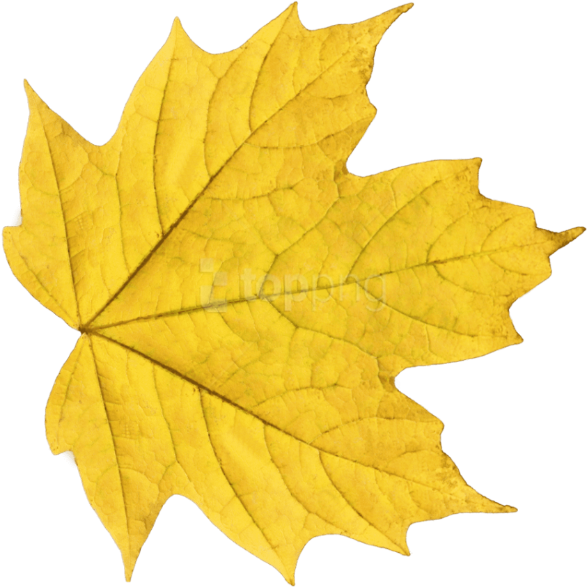 Free Png Download Autumn Leaves Clipart Png Photo Png - Autumn Leaves Yellow Transparent Png (850x843), Png Download