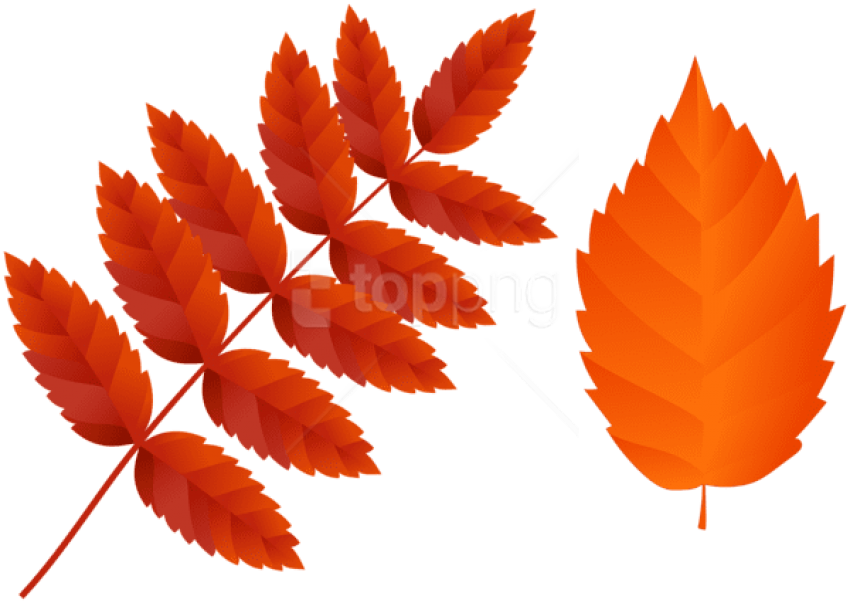 Download Two Dark Orange Fall Leaves Clipart Png Photo - Hanfblatt Transparent Png (850x603), Png Download