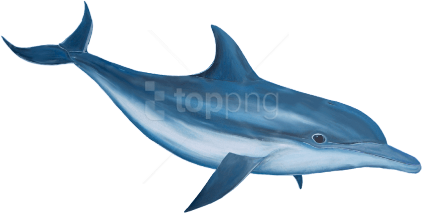 Free Png Dolphin Png Images Transparent Transparent Dolphin Clipart Full Size Clipart 4052098 Pinclipart