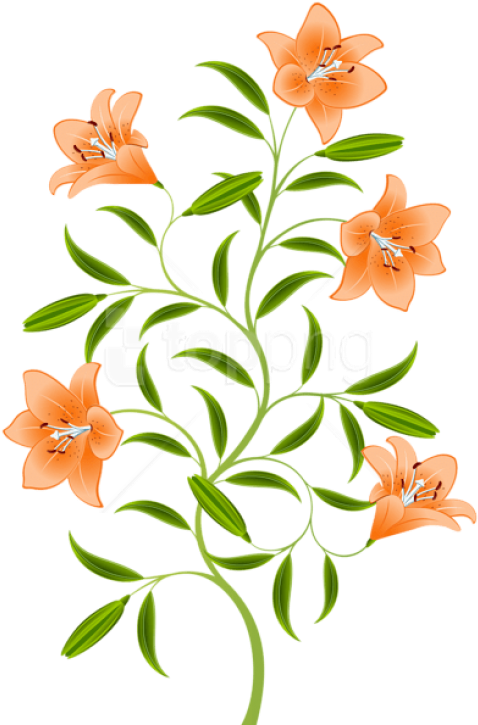 Download Orange Lily Png Images Background - Orange Lily Png Clipart (481x731), Png Download