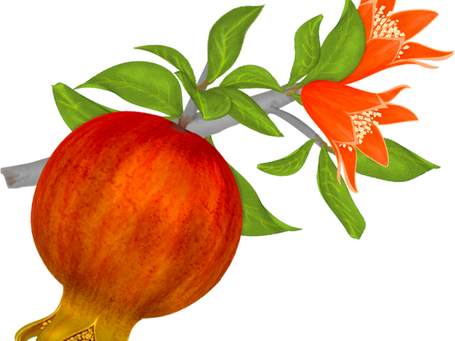 Lily Clipart Pomegranate Flower - Clip Art - Png Download (640x480), Png Download
