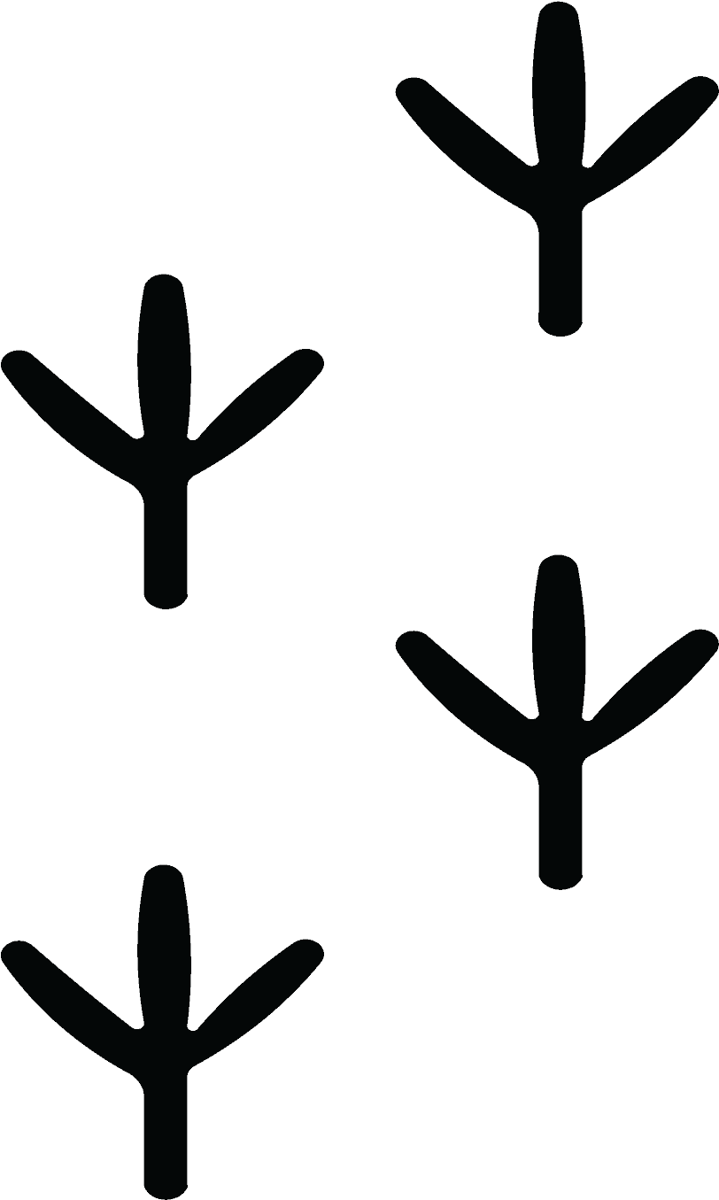 Bird Footprint X1 Clipart (3000x1373), Png Download