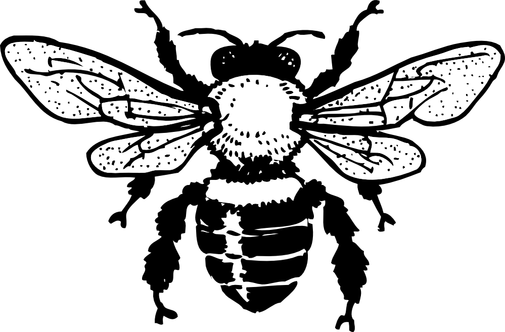 Free Honey Bee Drawing Download Free Clip Art Free - Bee Clip Art Free Black And White - Png Download (999x657), Png Download