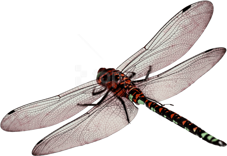 Free Png Images - Transparent Dragonfly Clipart (850x613), Png Download