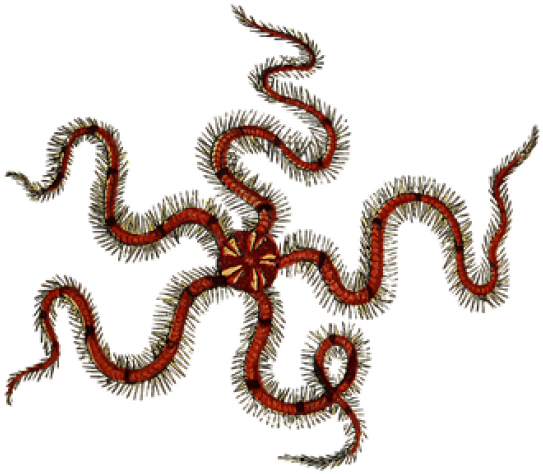 Brittle Star Clipart - Png Download (640x480), Png Download