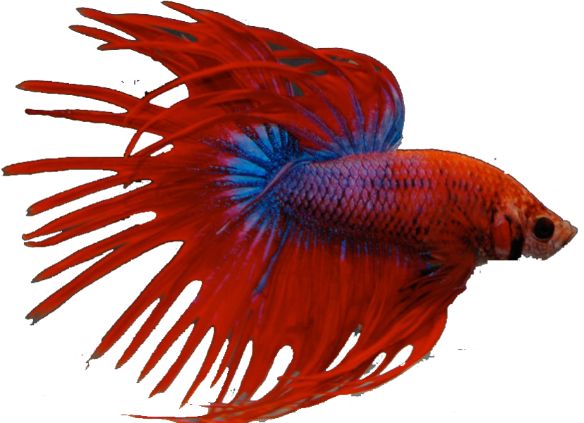 Beta Fish - Poisson Combattant Clipart (828x600), Png Download