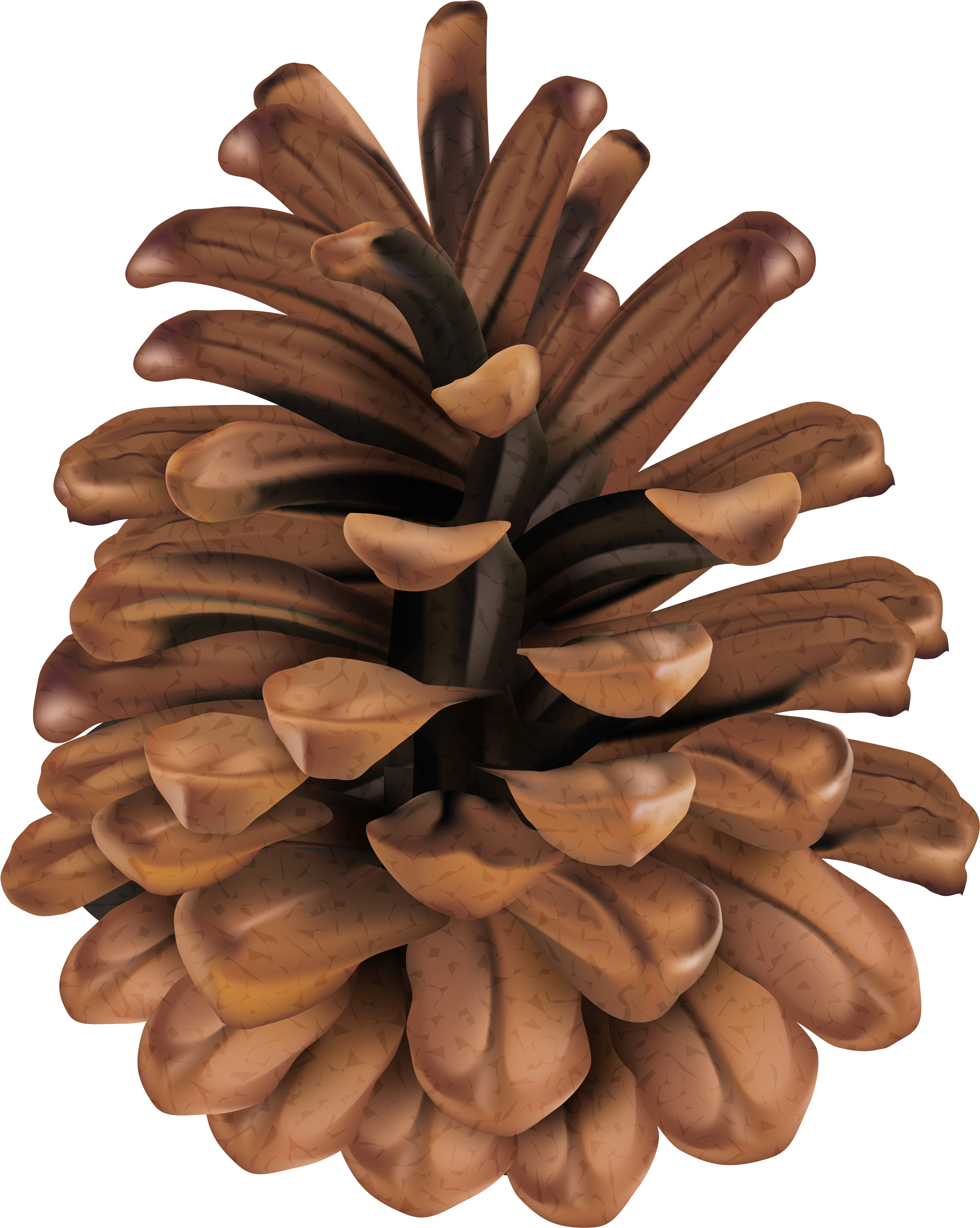 Clip Art , Png Download - Mexican Pinyon Transparent Png (3955x4955), Png Download