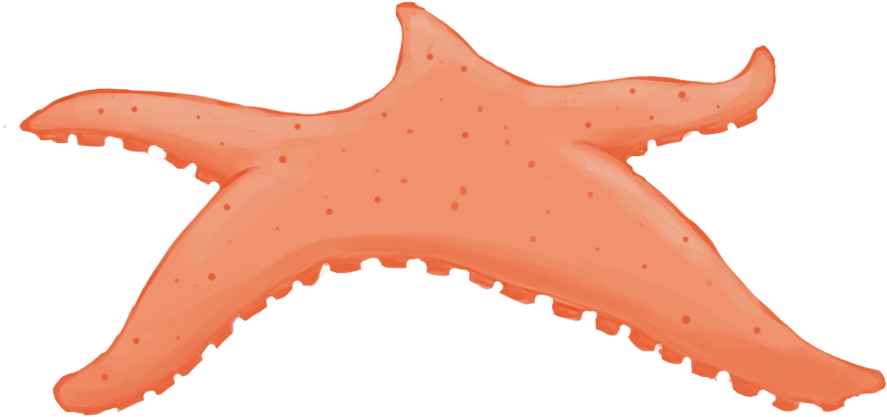 The Game Is An Endless Runner And Fridolin Needs To - Starfish Clipart (1000x1000), Png Download