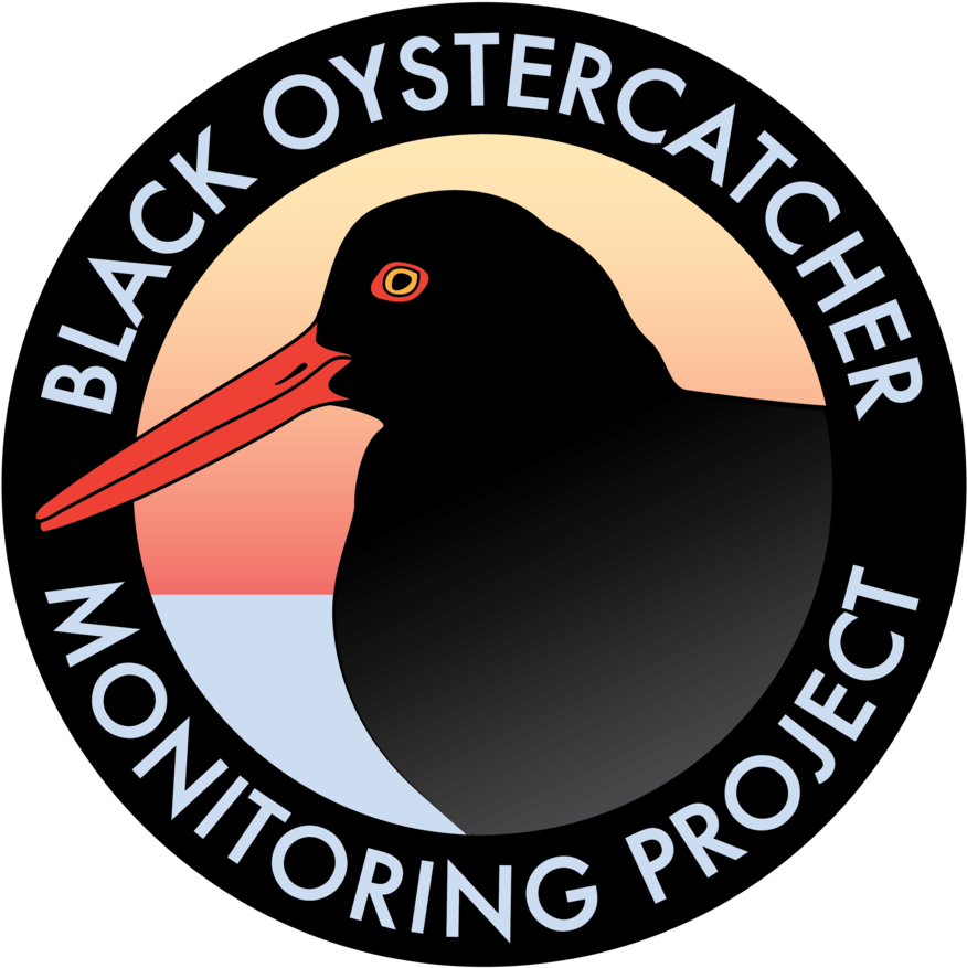 Black Oystercatcher Clipart (1000x985), Png Download