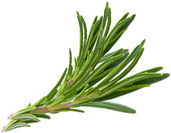 Hair Herb Thymes Rosemary Herbs Download Free Image - Rosemary Transparent Png Clipart (570x570), Png Download