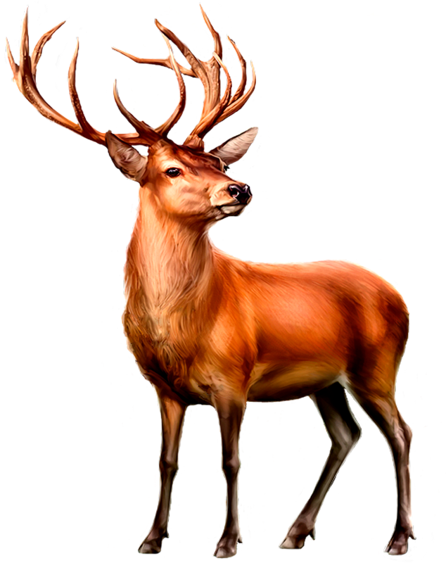 Shsy Of Child Actresseschild Starschild Starletschild - Deer Clipart (634x800), Png Download