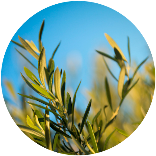 The Olive Leaf - Grass Clipart (800x800), Png Download