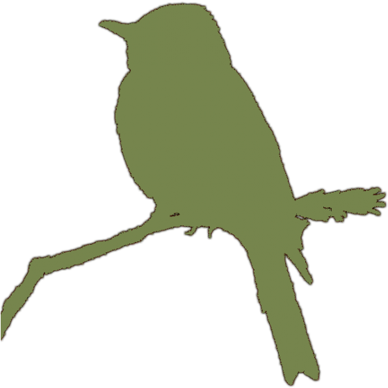 Eastern Wood Pewee 21may08 Kjm1039 10 Silhouette Clr - Mountain Bluebird Clipart (588x600), Png Download