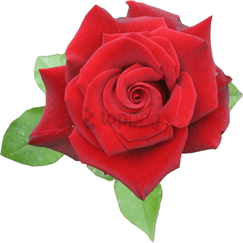 Free Png Rose Red Png Image With Transparent Background - Rose Red Png Clipart (850x848), Png Download