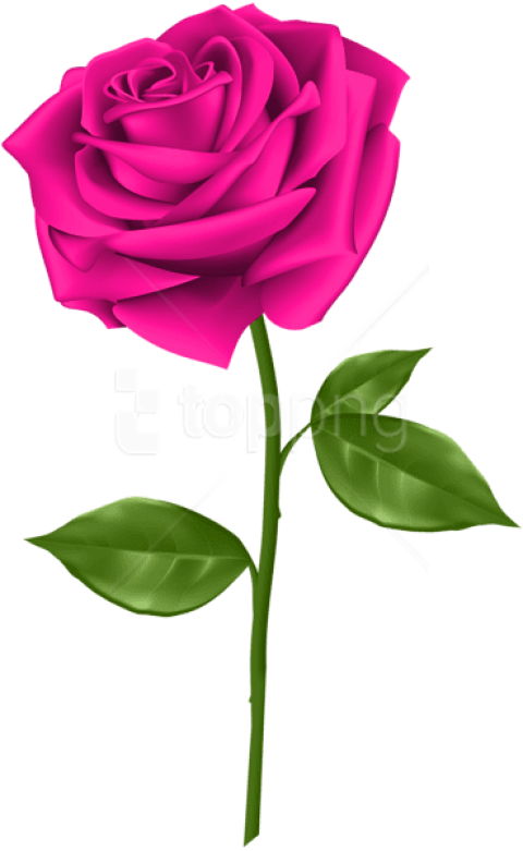 Free Png Pink Rose Png Images Transparent - Transparent Clipart Rose (480x781), Png Download