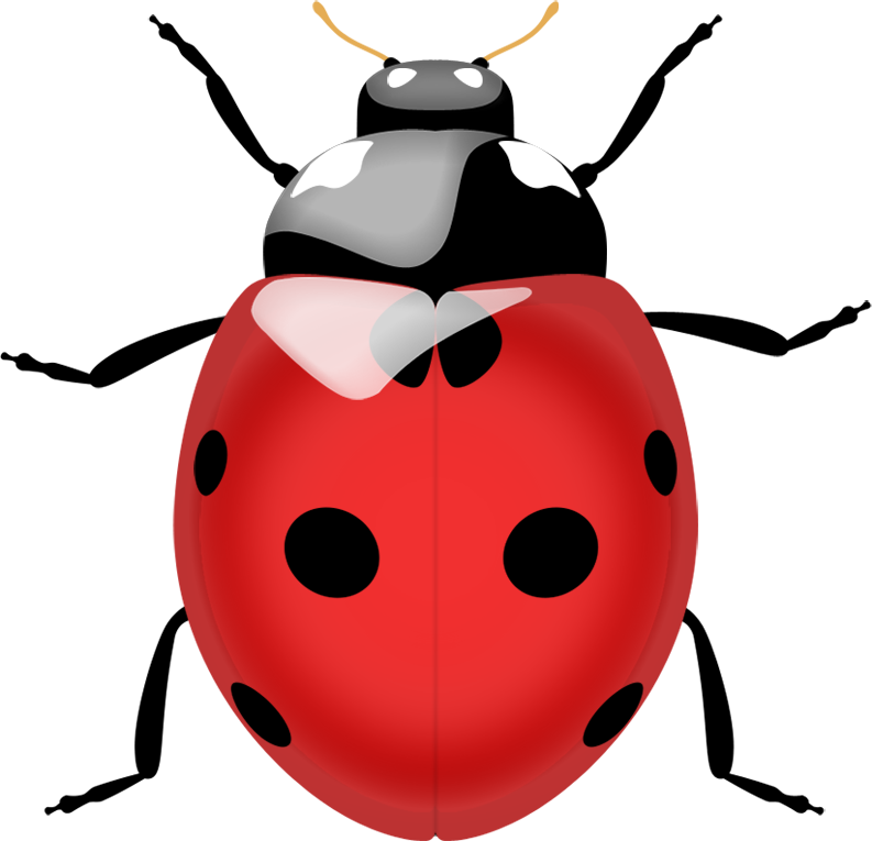 Png Photo, Free Printables, Clip Art, Ladybug, Clean - Ladybug Png Transparent Png (793x765), Png Download