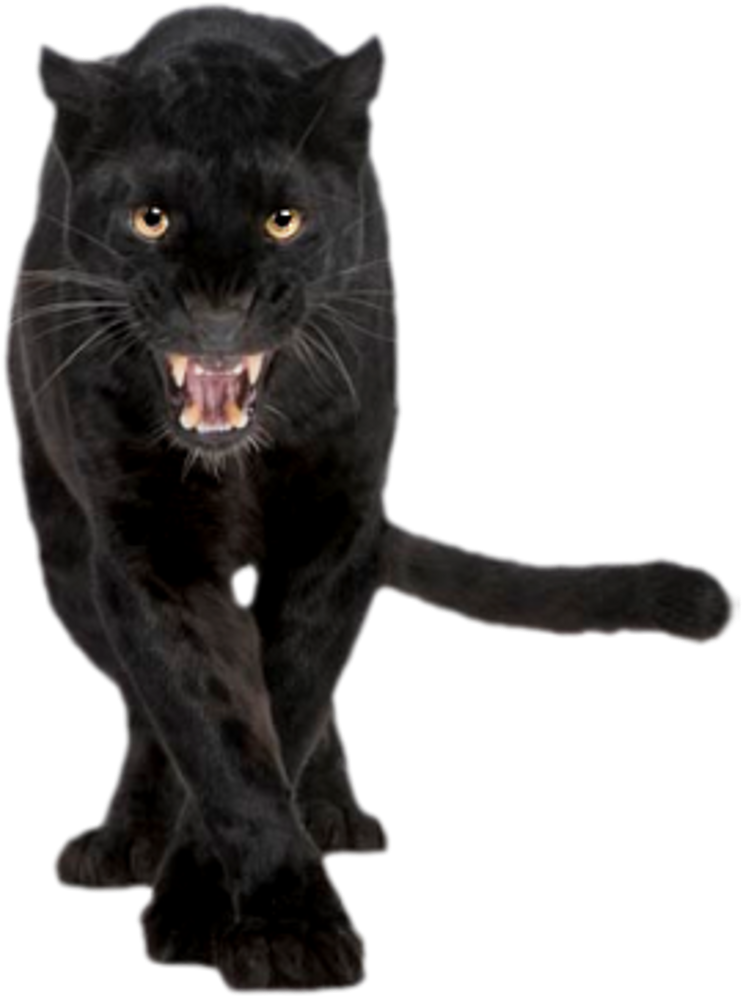 1024 X 1024 3 0 - Black Leopard Clipart (1024x1024), Png Download