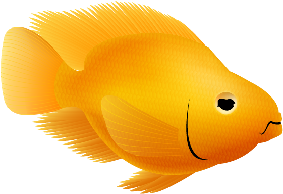 Parrotfish - Goldfish Clipart (564x805), Png Download