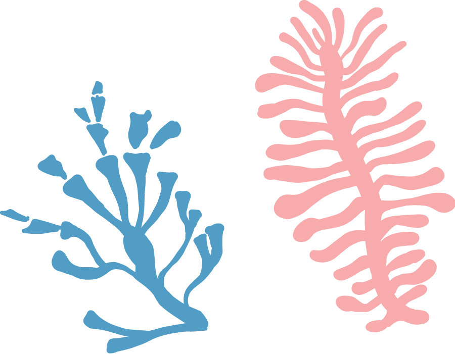 Coral Decoration - Illustration Clipart (900x701), Png Download
