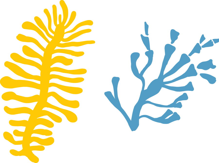 Coral Decoration - Illustration Clipart (900x673), Png Download