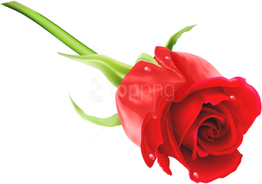 Free Png Download Red Rose Png Images Background Png - Rose Png Images Hd Clipart (850x598), Png Download