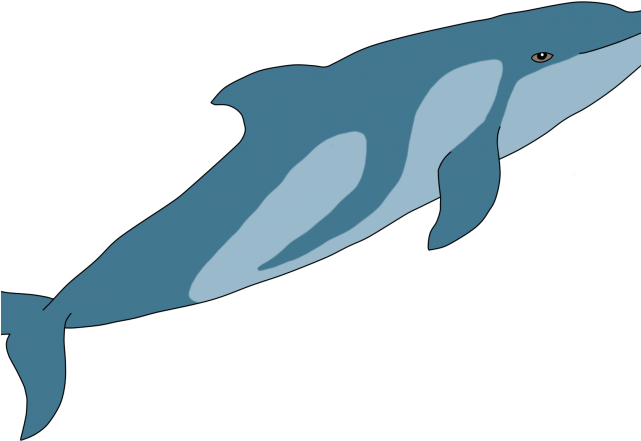 Love Wood Clipart Circle - Bairds Beaked Whale Drawing - Png Download (640x480), Png Download