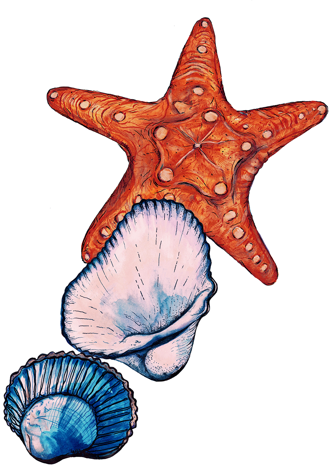 Sign Up To Join The Conversation - Starfish Clipart (1200x1855), Png Download