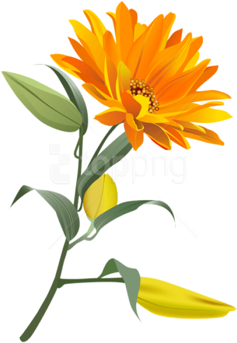 Free Png Download Orange Flower Png Images Background - Testigos De Jehová On Line Clipart (480x703), Png Download