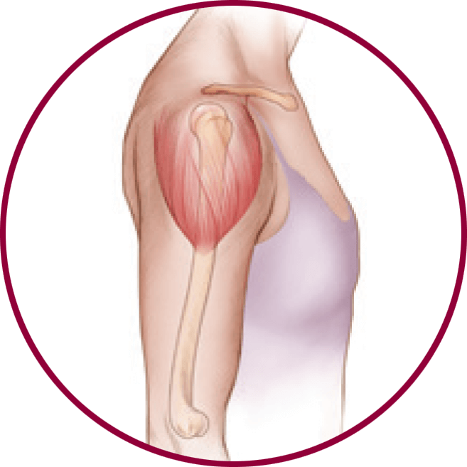 Your Upper Arm - Illustration Clipart (657x657), Png Download