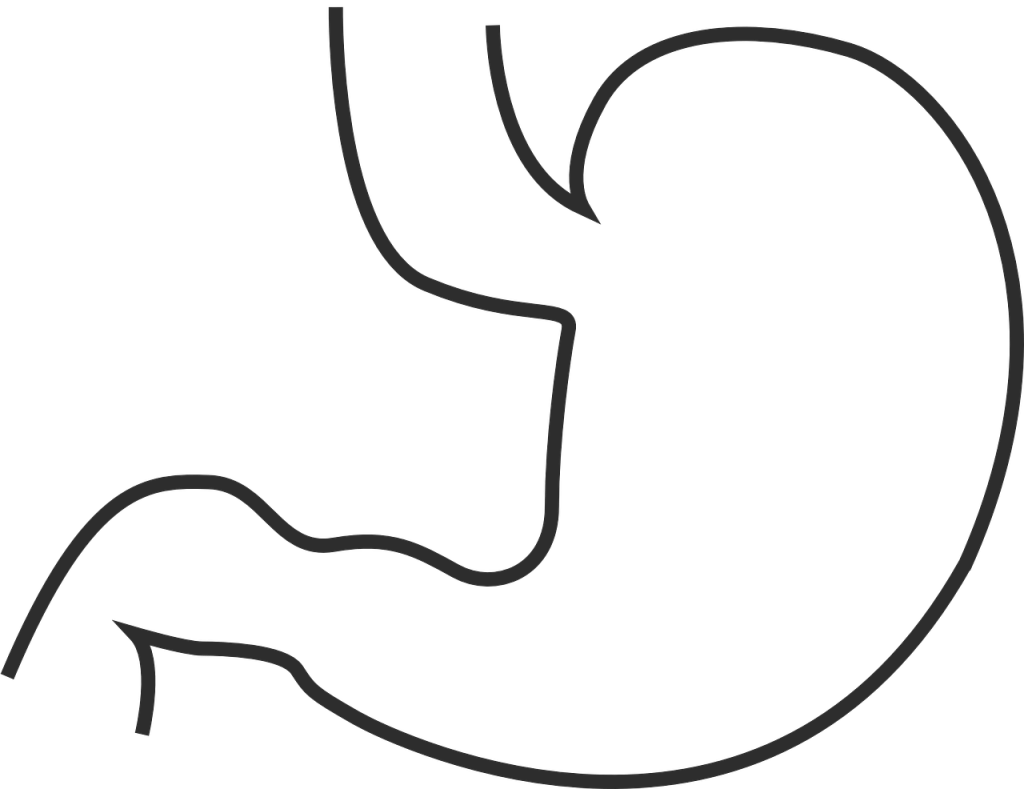 Bacteria Drawing Line - Acupuntura Para Gastritis Clipart (1024x789), Png Download