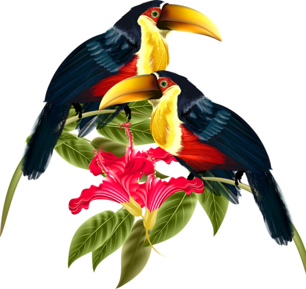 Bird Crafts, Pet - Hornbill Png Clipart (600x566), Png Download