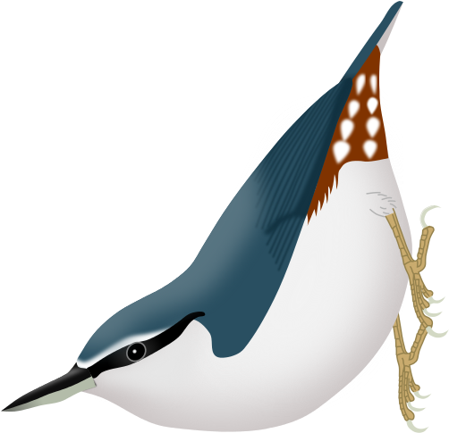 228 × 240 Pixels - Sitta Arctica Clipart (571x600), Png Download