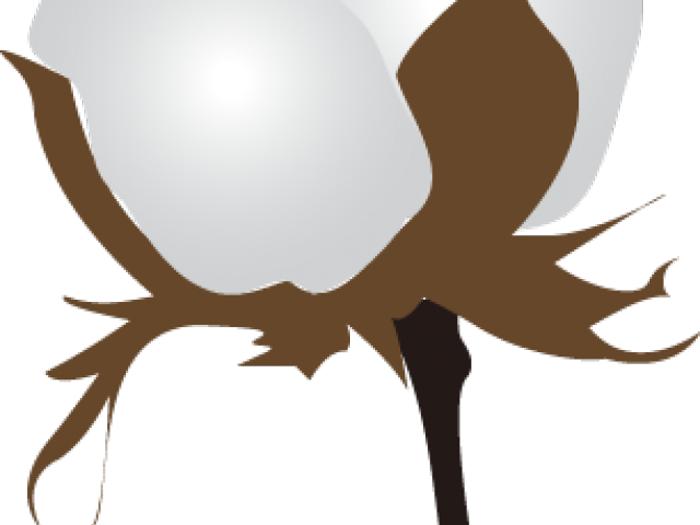 Cotton Clipart Transparent - Png Download (640x480), Png Download