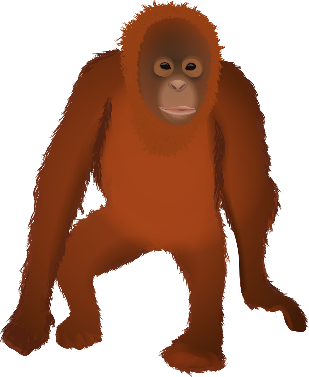 Osmawani Osmawanio Twitter - Orangutan Png Clipart (1000x1220), Png Download