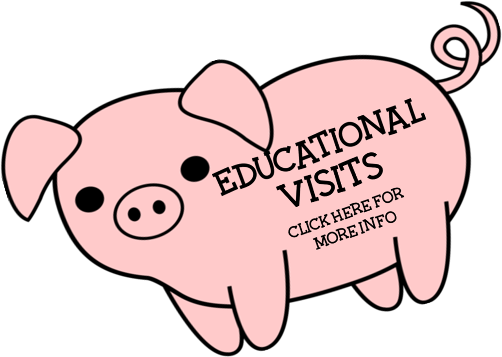 Birds Of Prey Experience From Just £20 - Clip Art Black And White - Png Download (1197x877), Png Download