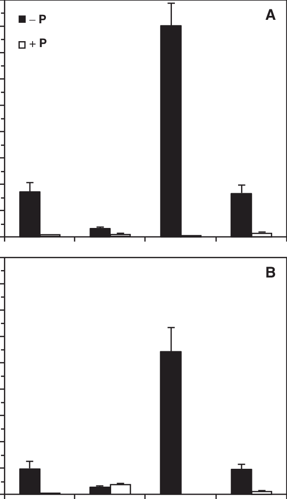 Effect Of P Supply On Transcript Levels Of Hvips1 And Clipart (581x1007), Png Download