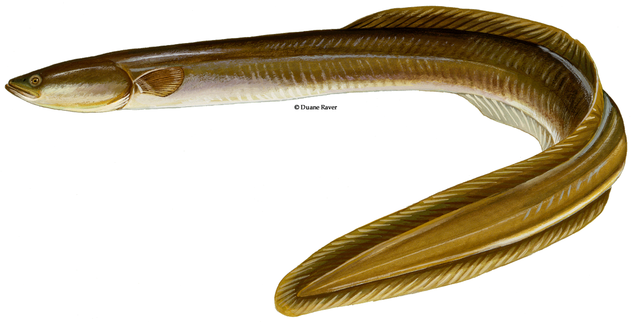 Transparent Eel American American Eel Png Clipart Full Size