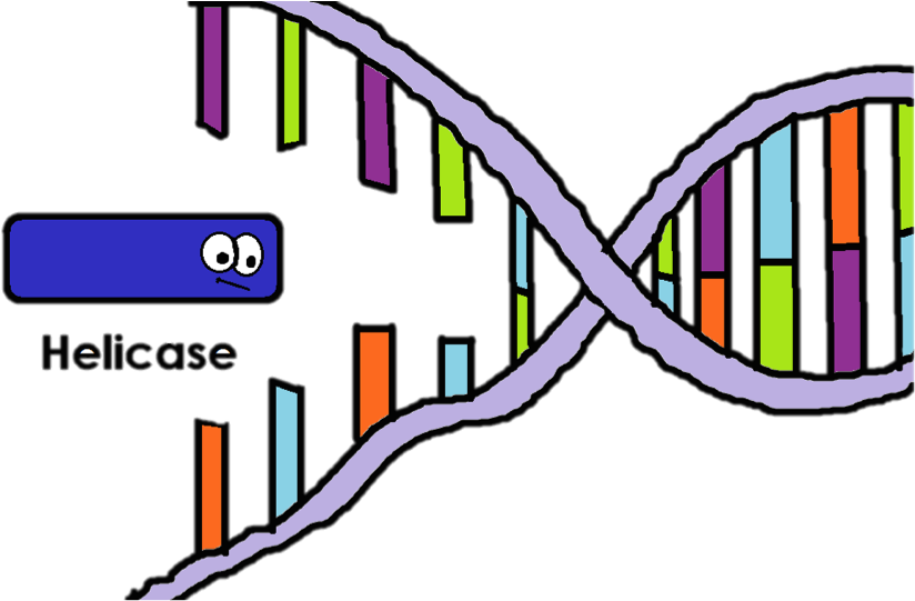 Helicase Is The Enzyme That "unzips" The Two Strands - Helicase Enzyme Clipart (956x540), Png Download