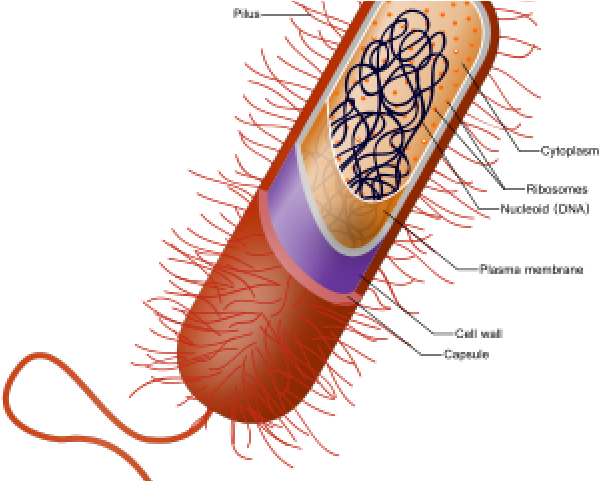 Capsule Bacteria Clipart (640x480), Png Download