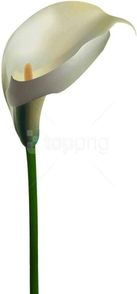 Calla Lily Png - Arum Clipart (480x964), Png Download