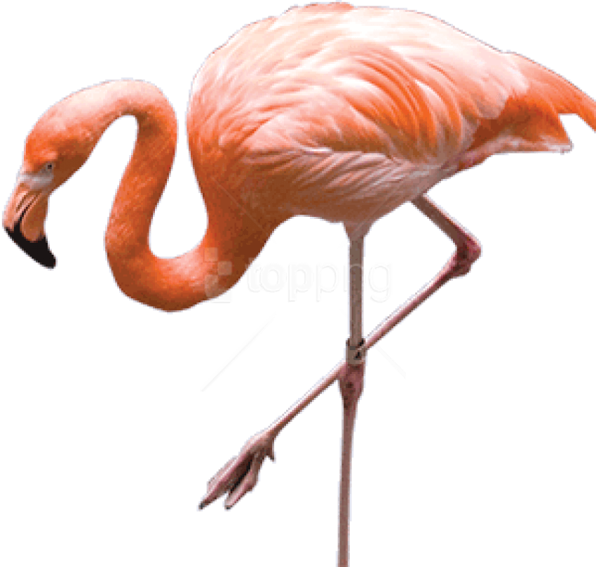 Free Png Download Flamingo Png Images Background Png - Transparent Background Flamingo Png Clipart (850x808), Png Download