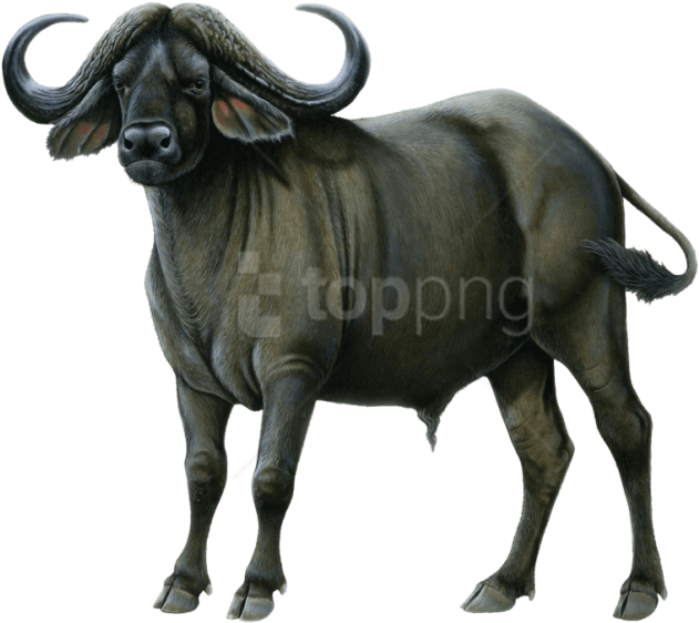 Free Png Download Buffalo Drawing Png Images Background - Buffalo Png Clipart (850x620), Png Download