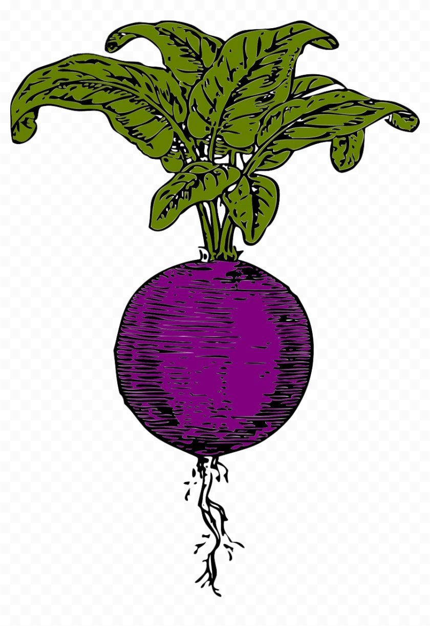 Beet Transparent Image - Sugar Beet Clip Art - Png Download (840x1221), Png Download