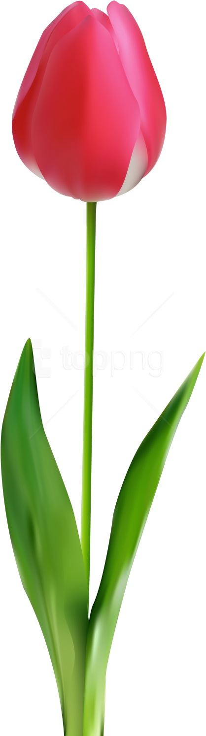 Free Png Download Tulip Clipart Png Photo Png Images - Clip Art Transparent Png (480x1511), Png Download