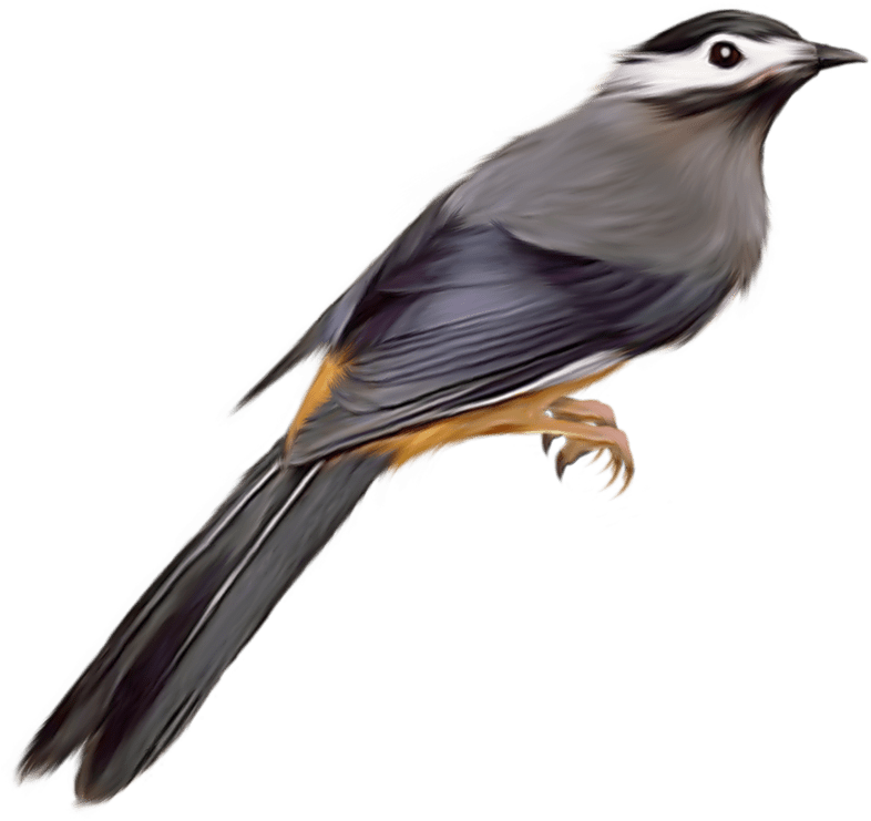 Parrot Clip Art Transparent - Cuckoo Bird Transparent Background - Png Download (1024x938), Png Download