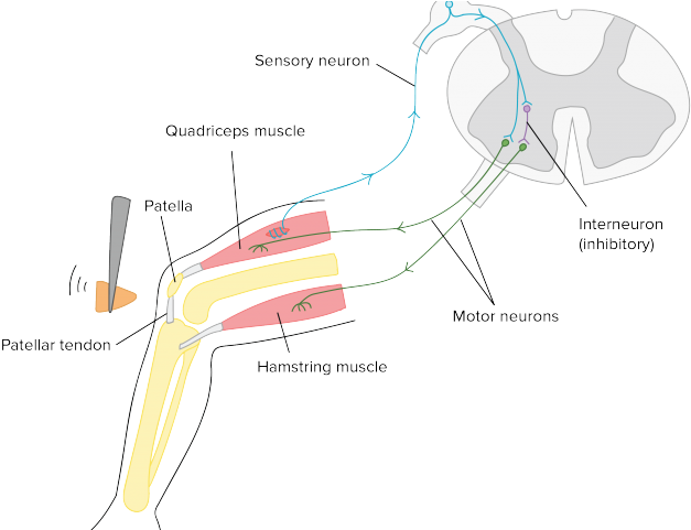 Neuron Clipart Effector - Neuron - Png Download (640x480), Png Download