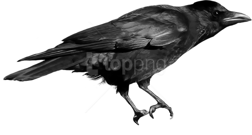 Download Crow Png Images Background - Png Image Crow Clipart (850x455), Png Download