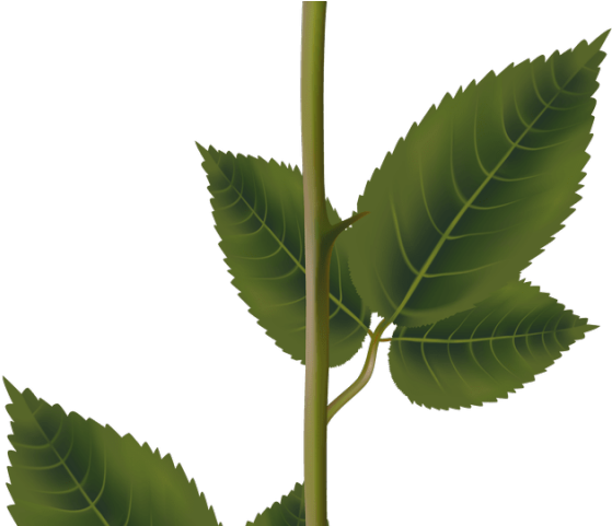 White Rose Clipart Yoville - White Rose Transparent Png (640x480), Png Download