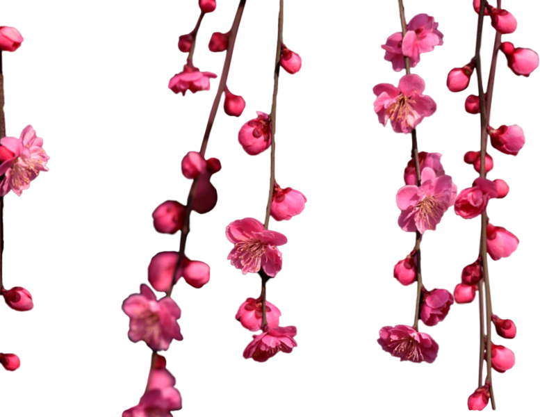 Share This Image - Hanging Cherry Blossom Png Clipart (777x600), Png Download